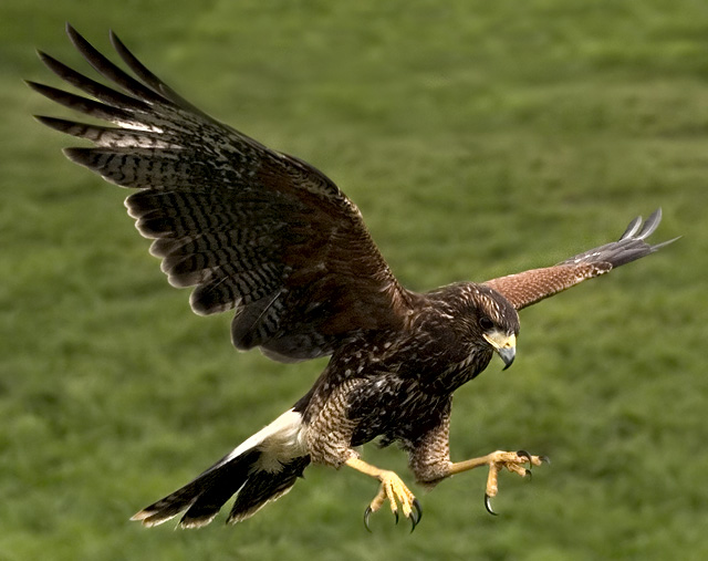 Harris Hawk