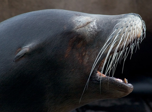 Sealion