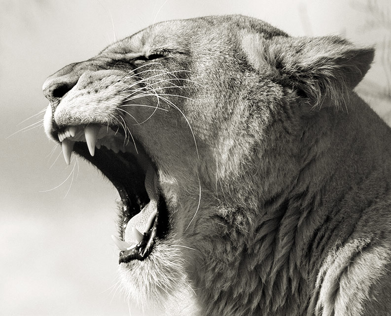 Lioness Yawn
