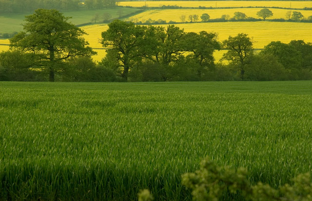 Green and Yellow Pleasant Lands