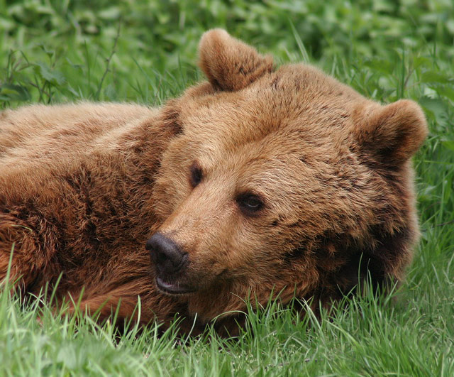 Relaxing Bear