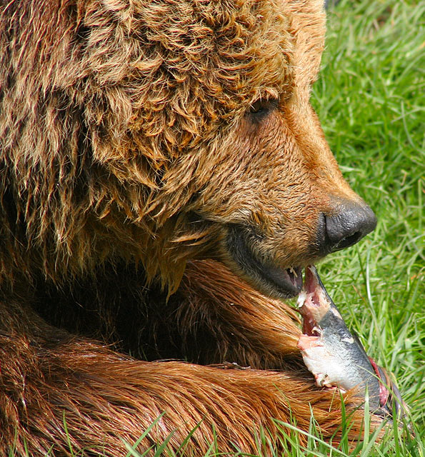 Bear Supper