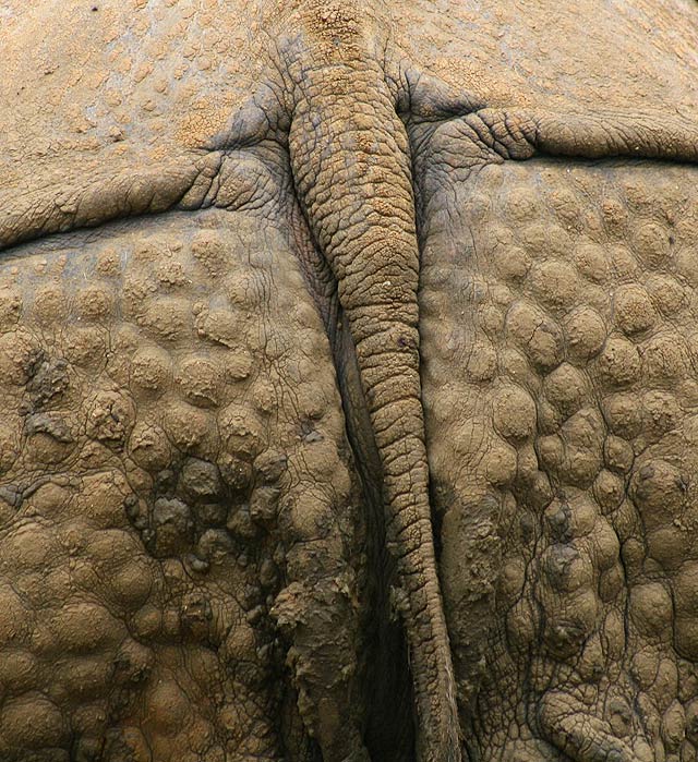 Rhino Rear