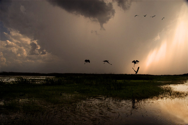 Herons over Boggy Creek