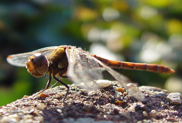 Dragonfly