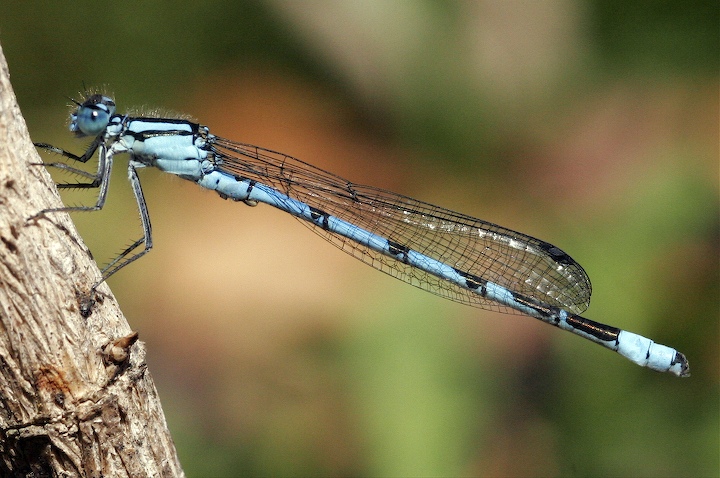 Damselfly