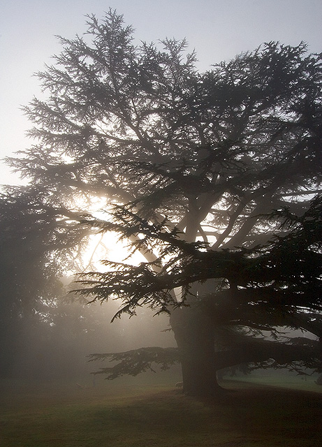 Forty Hall Cedar