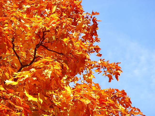 Forest Fire