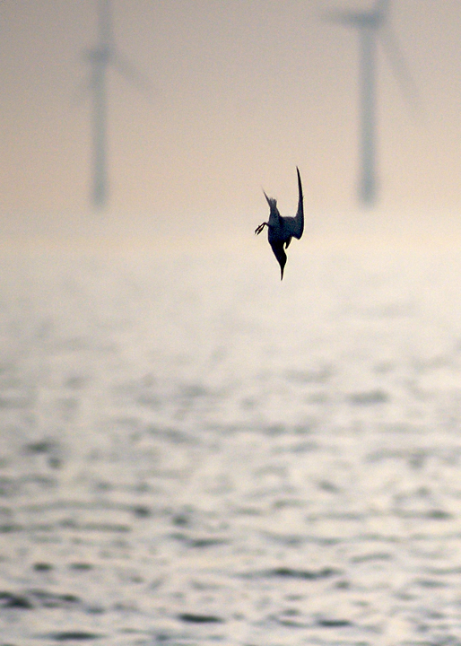 Diver