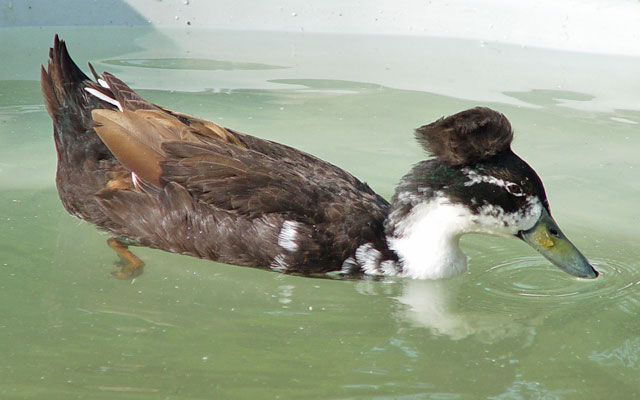 Duck with Bed Head