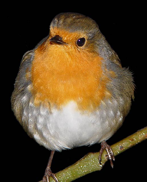 Robin