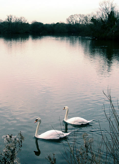 Two Swans