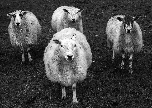 Gang of Four