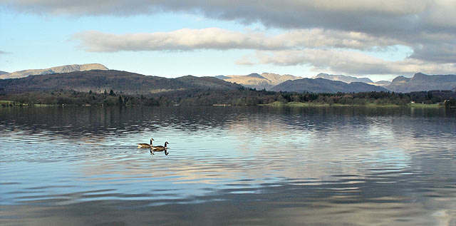 Geese on Windermere