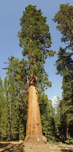 Giant Sequoia at Mariposa