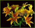 Lilies and Mums