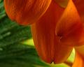 Petal Abstract II