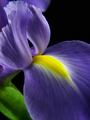 Iris Petals