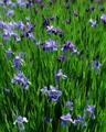 Irises