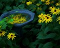 A Bath of Susans