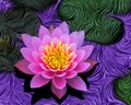 Pink Water Lily