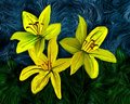 Three Lilies on a Starry Night