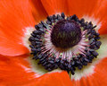 Anemone V