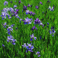 Irises