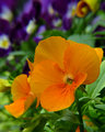 Pansies I