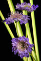 Scabiosa and Palms