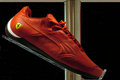 Red Puma
