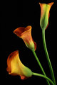 The Calla Lilies are in Bloom Again