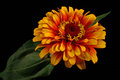 Zinnia 2