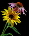 Summer Flowers 2