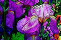 Elaine Irises II