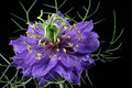 Love-in-a-Mist