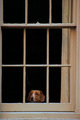 Watch Dog