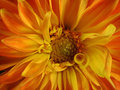 Dahlia of Yellow and Orange