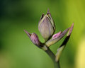 The Last Hosta