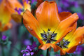 GardenTulips