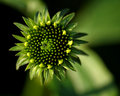 Echinacea II