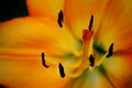 Impressionist Lily