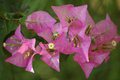 Bougainvillea