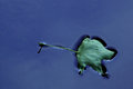 Floating 8x12