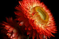 Strawflowers II