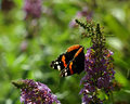 A Butterfly in the Park