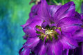 Purple Delphinium