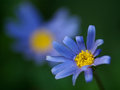 Little Blue Echo