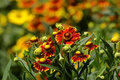 Firewheel Dream
