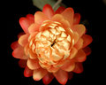 Little Straw Flower